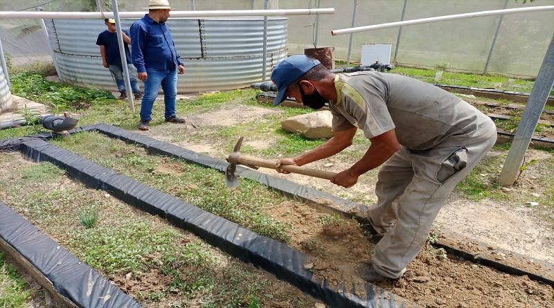 Productores agrourbanos activan socioproductivo en Ciudad Caribia