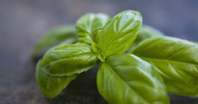 Albahaca: ¿Qué propiedades tiene esta planta y cómo beneficia la salud?
