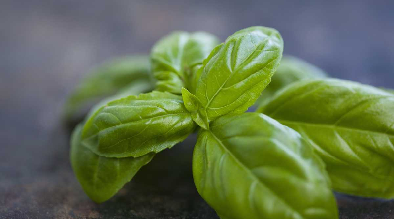 Albahaca: ¿Qué propiedades tiene esta planta y cómo beneficia la salud?