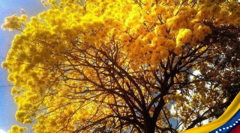 Jefe de Estado exalta Día Nacional del Árbol para crear conciencia