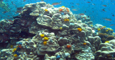 Biólogos presentan proyecto para eliminar coral que perjudica arrecifes venezolanos