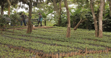Hacienda La Peñita estima tener 100 hectáreas de café en 5 años
