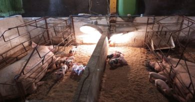 Comunidad Terapéutica Socialista Okeimá promueve actividades socioproductivas como parte de sus tratamientos