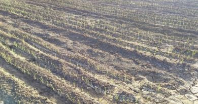 Jóvenes de la finca Paz y Amor en Baruta se dedican a la siembra de tomate, pimentón y ají