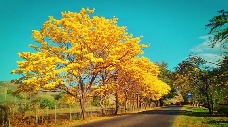 En Lara celebran el Día del Árbol en el Valle del Río Turbio