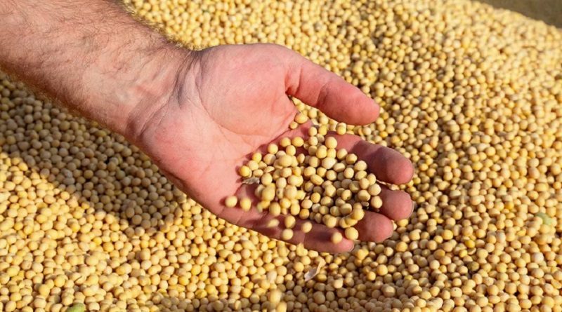 Siembran variedad de soya no transgénica en la Alianza Científico-Campesina de Falcón