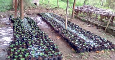 Escuela Especial María Daboín de Muchacho en Trujillo cuenta con 1.180 plantas de café