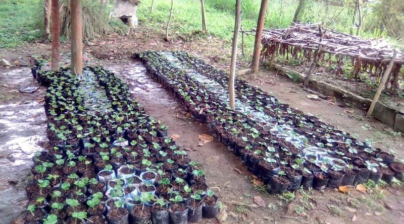 Escuela Especial María Daboín de Muchacho en Trujillo cuenta con 1.180 plantas de café