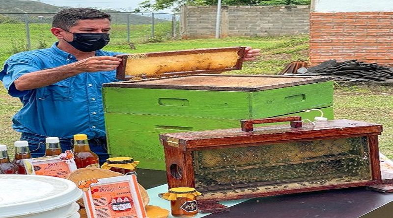 Insai asignará código de movilización a la miel de abeja y sub productos