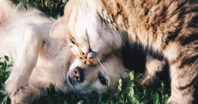Crean superproducto que regenera huesos de animales heridos