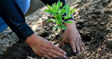 Consolidan Plan de Reforestación para fortalecer educación ambiental en bachilleres