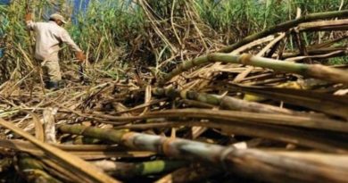 Productores del sur de Portuguesa cosecharon 147.000 toneladas de caña de azúcar