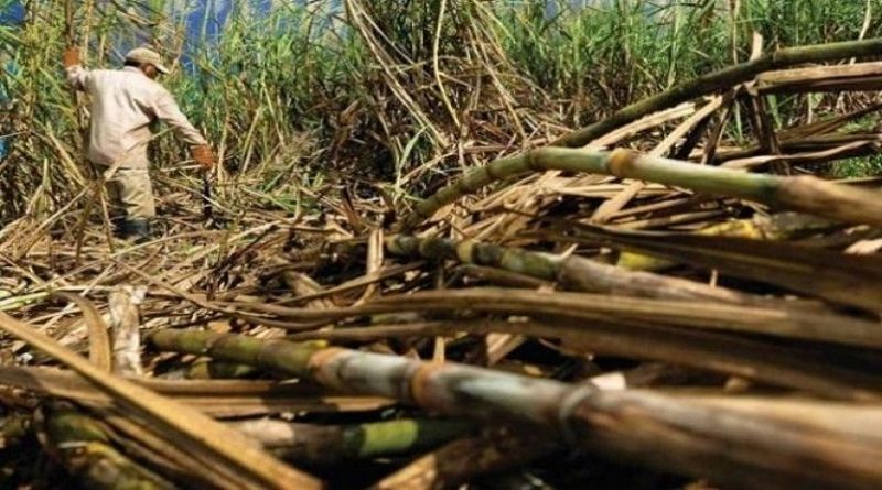 Productores del sur de Portuguesa cosecharon 147.000 toneladas de caña de azúcar