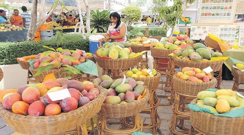 Feria del Mango se realizará el 17 de junio en Santa Lucía