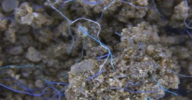 Alertan sobre perjuicios de microplásticos para los ecosistemas