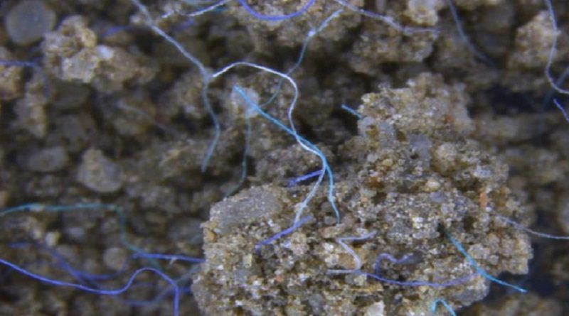 Alertan sobre perjuicios de microplásticos para los ecosistemas
