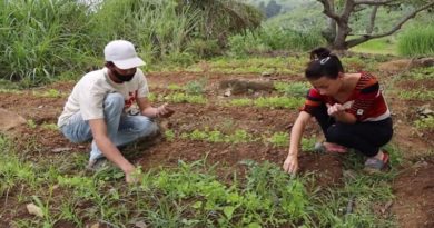 Consejos comunales impulsan producción agroecológica en La Guaira