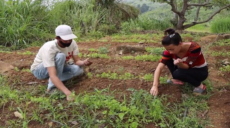 Consejos comunales impulsan producción agroecológica en La Guaira