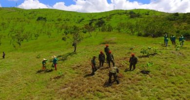 Siembran más de 3 mil plantas en los linderos del Parque Nacional Henri Pittier