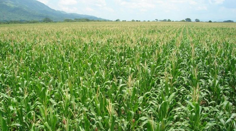 Unidad de producción Ojo de Agua cuenta con 400 hectáreas de maíz en Portuguesa