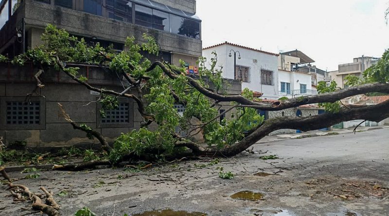 Atienden daños causados por caía de árbol en los Chaguaramos