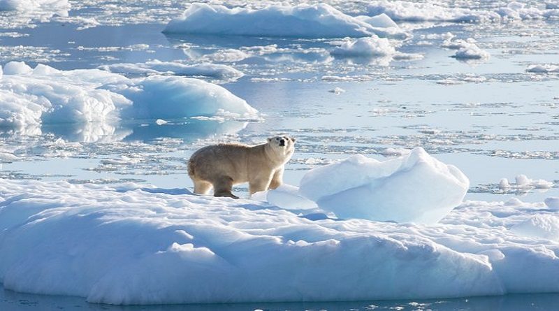 Descubren nueva población de osos polares en región sin hielo