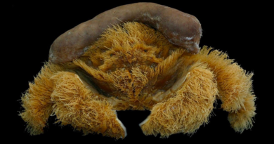 Descubren nueva especie de cangrejo esponja en Australia