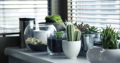 Entérate del método que permitirá cultivar plantas en oscuridad