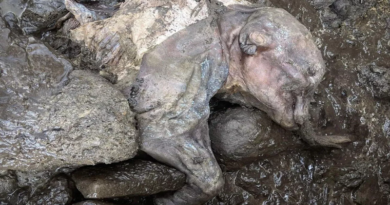 Encuentran momia de mamut bebé que vivió hace 30.000 años
