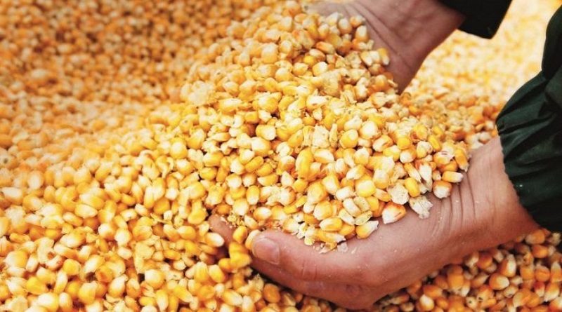 Entregan semillas de maíz a 15 agricultores de Miranda