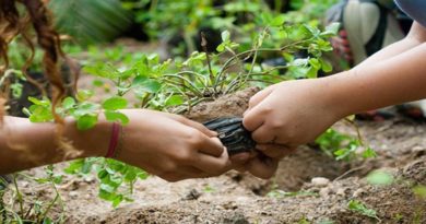 | Misión Árbol cumple 16 años al servicio de la conservación de la Madre Tierra