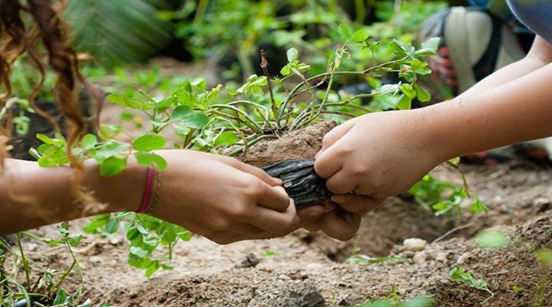 | Misión Árbol cumple 16 años al servicio de la conservación de la Madre Tierra