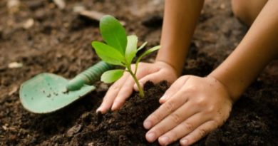 Plantarán 24 mil árboles para recuperar cuencas del municipio Sucre en Mérida