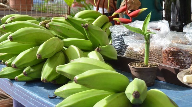 Reciben financiamiento 125 productores de la Comuna Agroturística Aguas del Castrero para siembra de cereales