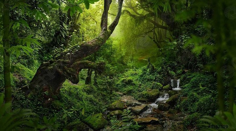 Venezuela celebra Día Internacional de la Preservación de los Bosques Tropicales