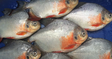 Prohíben pesca de Cachama hasta el 30 de julio