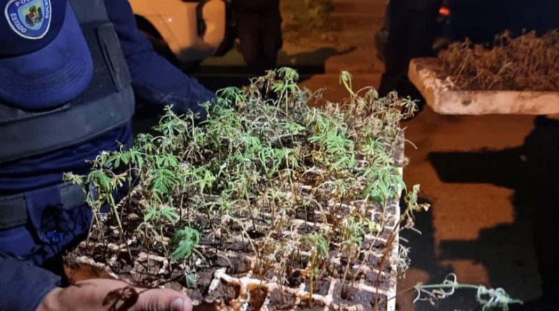 Destruyen sembradíos de marihuana en el estado Sucre