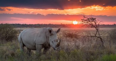 Trasladan rinocerontes blancos a tierras de Mozambique