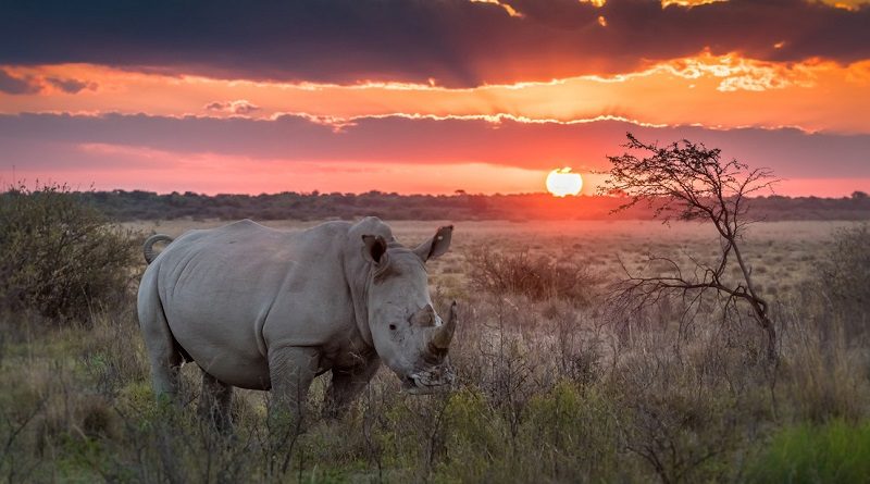 Trasladan rinocerontes blancos a tierras de Mozambique