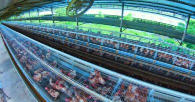Empresa avícola produce más de 14 mil huevos diarios