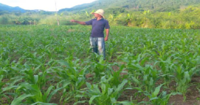 Activan en Paz Castillo 41 hectáreas para la producción de maíz