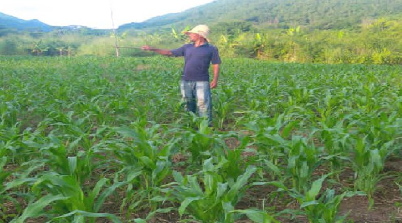 Activan en Paz Castillo 41 hectáreas para la producción de maíz