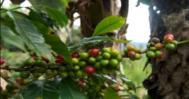 Incorporan a La Colonia Tovar al Plan Nacional de renovación de cafetales