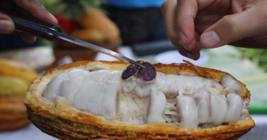 Cacaos Cúpira: emprendimiento chocolatero de Miranda