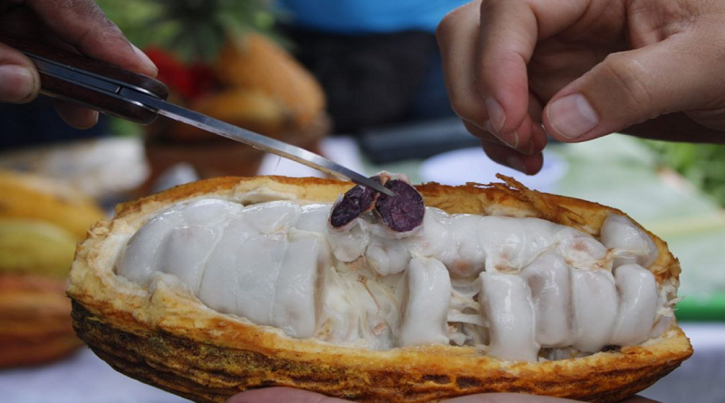 Cacaos Cúpira: emprendimiento chocolatero de Miranda