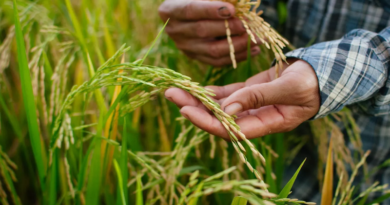 Destinan 32 millones de euros al Plan Complementario de Agroalimentación