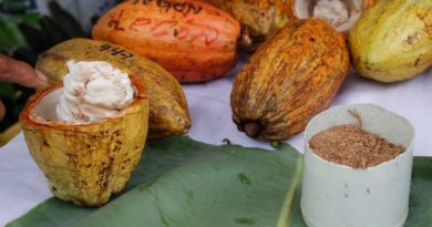 Expoferia Cacao y Ron Miranda 2022 mostrará la potencialidad productiva de la nación