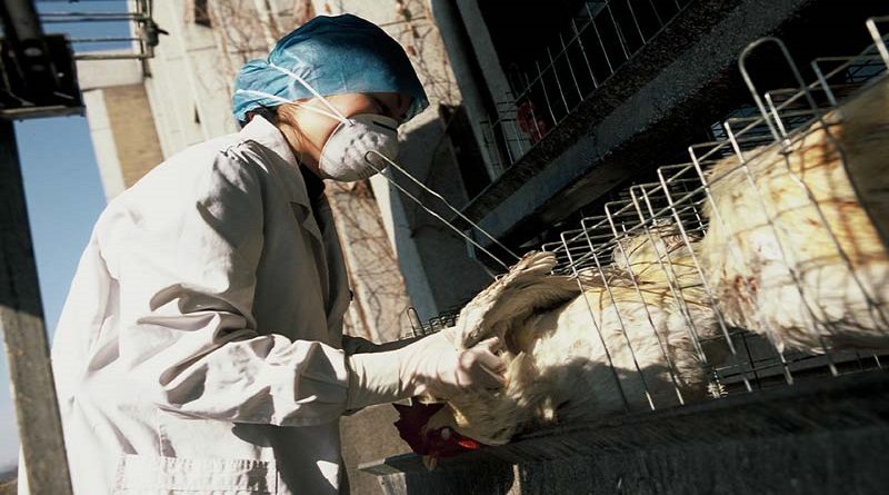 Científicos identifican evolución del virus H5N1 de la gripe aviar