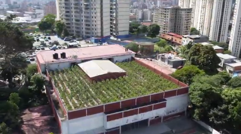 Más de seis toneladas de tomate cosechan en un techo de escuela en Caracas