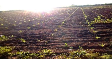 Poder Popular profundiza la ejecución de 34 proyectos socioproductivos